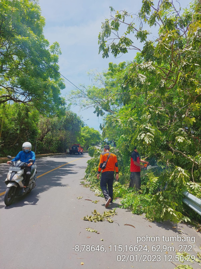 Pohon Tumbang di Jalan Raya Jimbaran, Banjar Tegeh Sari, Kelurahan Jimbaran, Kecamatan Kuta Selatan Tanggal 01 Pebruari 2023